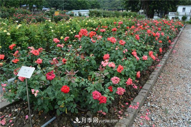 花開華南地區(qū)，哪些月季品種，征服了廣州這片“熱土”？(圖7)