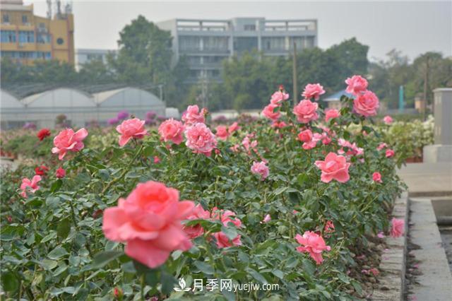 花開華南地區(qū)，哪些月季品種，征服了廣州這片“熱土”？(圖8)