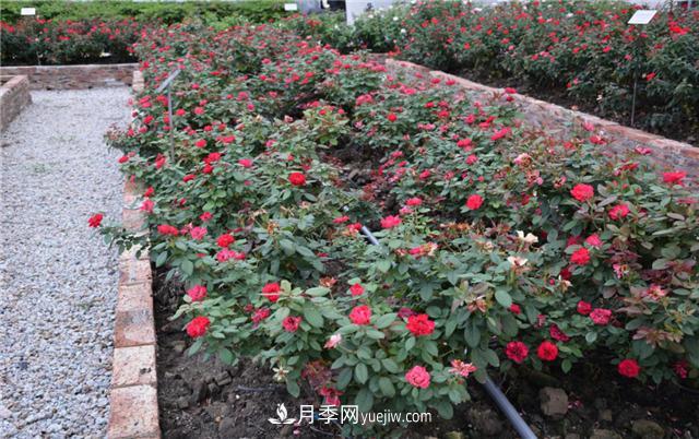 花開華南地區(qū)，哪些月季品種，征服了廣州這片“熱土”？(圖9)