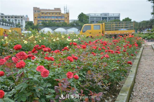 花開華南地區(qū)，哪些月季品種，征服了廣州這片“熱土”？(圖10)