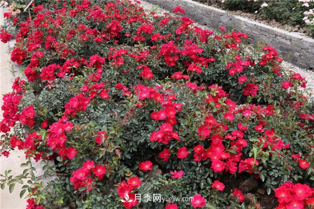 花開華南地區(qū)，哪些月季品種，征服了廣州這片“熱土”？(圖11)