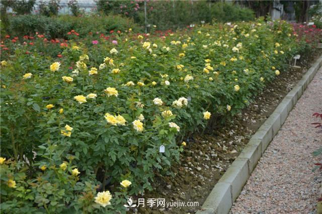 花開華南地區(qū)，哪些月季品種，征服了廣州這片“熱土”？(圖12)