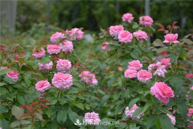花開華南地區(qū)，哪些月季品種，征服了廣州這片“熱土”？(圖13)