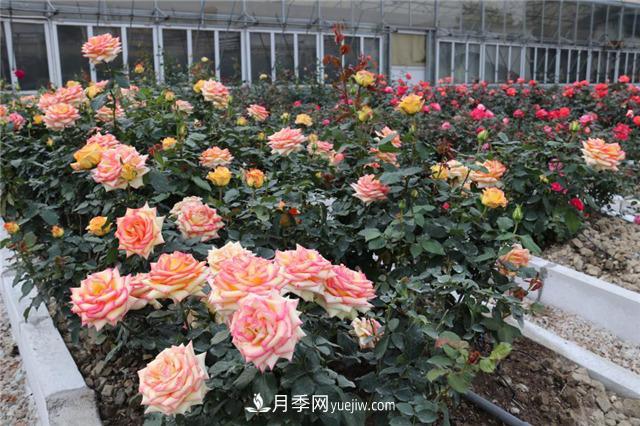 花開華南地區(qū)，哪些月季品種，征服了廣州這片“熱土”？(圖14)