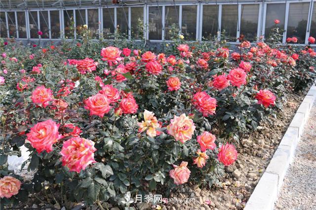 花開華南地區(qū)，哪些月季品種，征服了廣州這片“熱土”？(圖15)