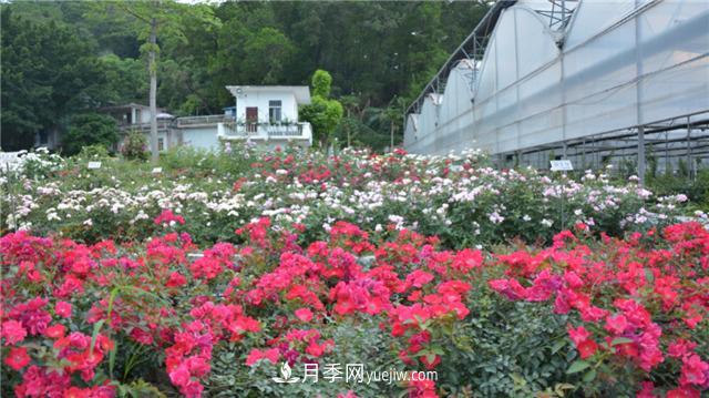花開華南地區(qū)，哪些月季品種，征服了廣州這片“熱土”？(圖16)