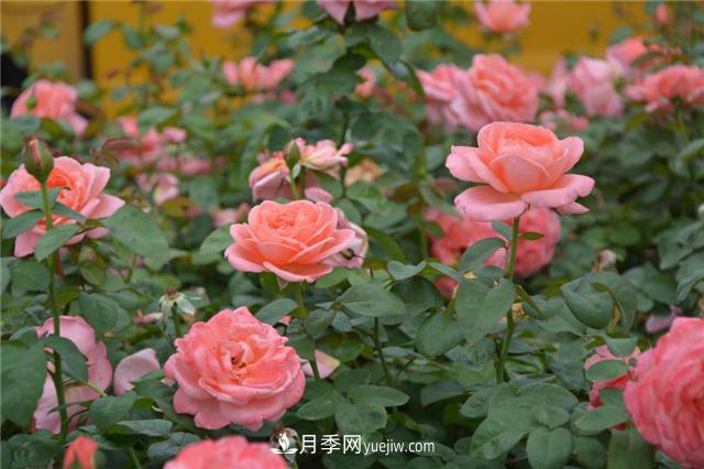 花開華南地區(qū)，哪些月季品種，征服了廣州這片“熱土”？(圖17)