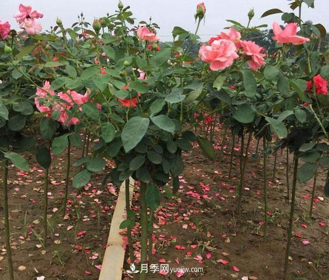 樹狀月季哪些品種好？樹狀月季批發(fā)采購價格是多少？(圖1)