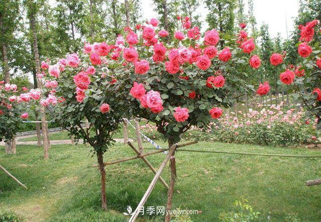 樹狀月季哪些品種好？樹狀月季批發(fā)采購價格是多少？(圖3)