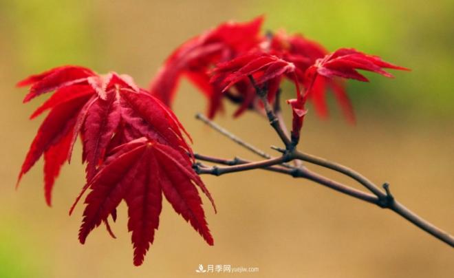 日本紅楓、美國(guó)紅楓、中國(guó)紅楓這樣區(qū)分，認(rèn)識(shí)這種彩葉苗木(圖1)