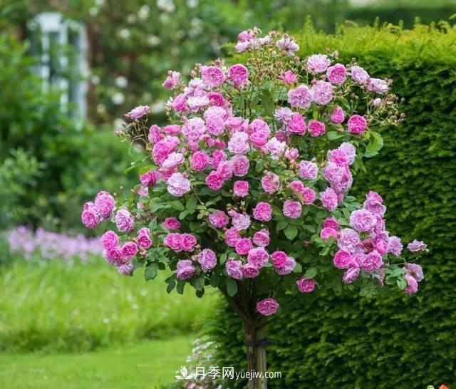 月季升級(jí)版月季樹(shù)，養(yǎng)護(hù)就4點(diǎn)，有模有樣開(kāi)成樹(shù)月花(圖3)