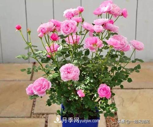 5種微型月季，好養(yǎng)又好看，是陽臺盆栽月季佳品(圖1)