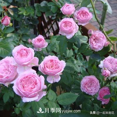 5種微型月季，好養(yǎng)又好看，是陽臺盆栽月季佳品(圖2)