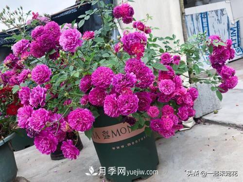 5種微型月季，好養(yǎng)又好看，是陽臺盆栽月季佳品(圖4)