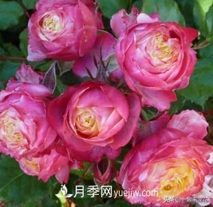 5種微型月季，好養(yǎng)又好看，是陽臺盆栽月季佳品(圖6)