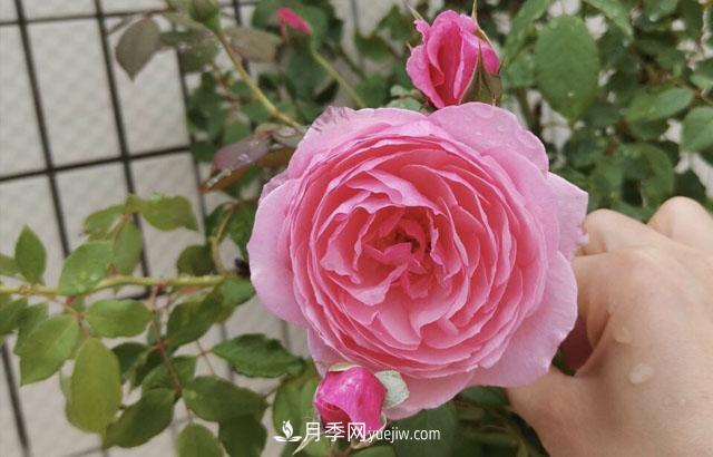 適合在北向陽臺養(yǎng)的5個月季品種，輕松開花(圖1)