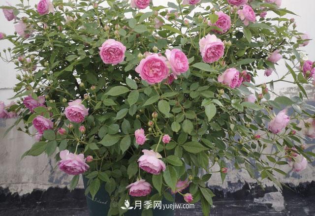 適合在北向陽臺養(yǎng)的5個月季品種，輕松開花(圖3)
