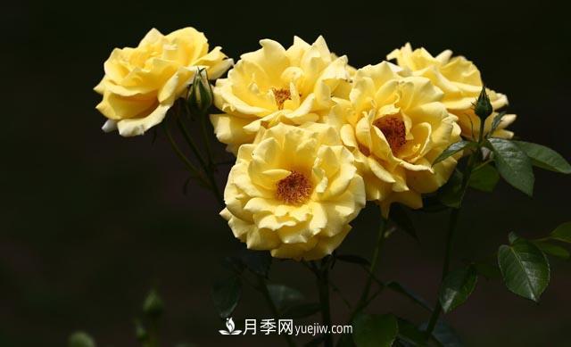 集齊這10種顏色的月季花品種，你就是花界大神，打開(kāi)眼界(圖3)