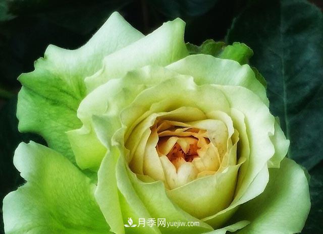 集齊這10種顏色的月季花品種，你就是花界大神，打開(kāi)眼界(圖4)