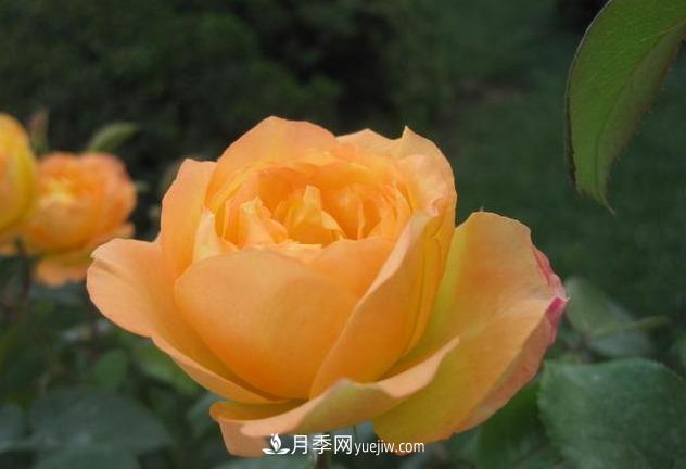 十月養(yǎng)月季，三個(gè)動(dòng)作“虐一虐”，15天催新筍，綻放層疊群花(圖5)