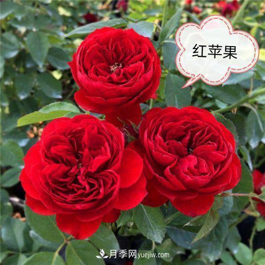 十月，月季栽種好時(shí)節(jié)，一堆月季小苗品種推薦(圖4)