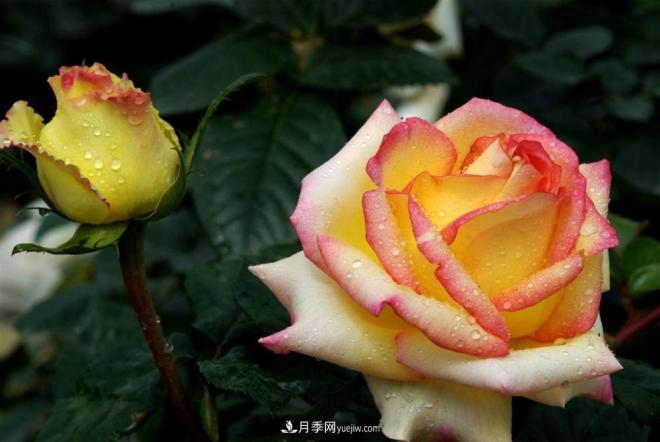 陽臺養(yǎng)好月季花技巧，秋天也能有滿滿收獲(圖1)
