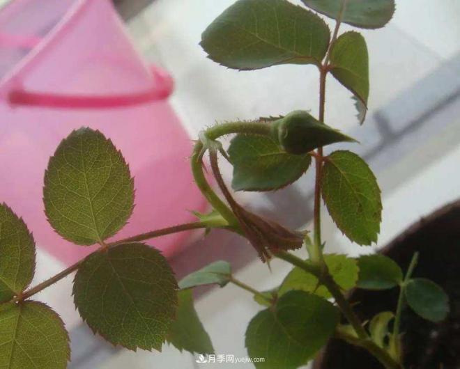 陽臺養(yǎng)好月季花技巧，秋天也能有滿滿收獲(圖3)