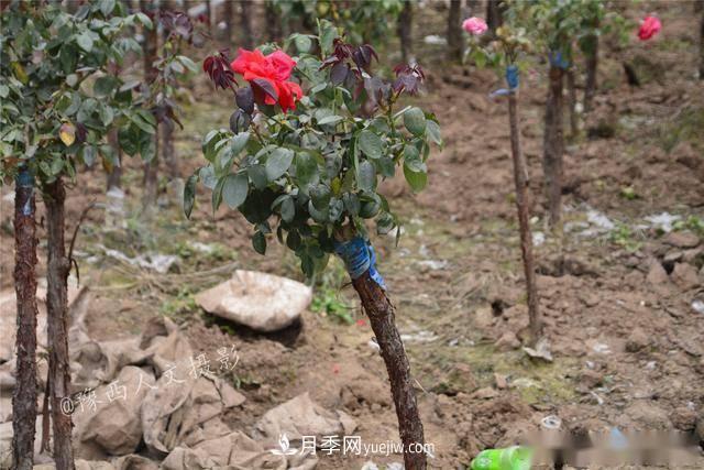 收來的月季老樁15塊錢一棵，枯死只能當(dāng)柴火，走進(jìn)南陽內(nèi)鄉(xiāng)樹形月季園(圖2)