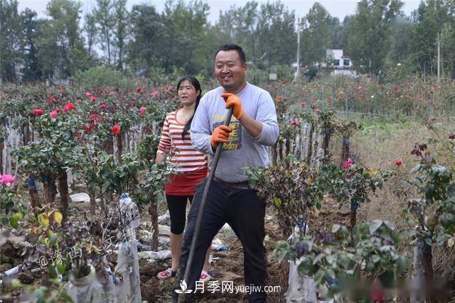 收來的月季老樁15塊錢一棵，枯死只能當(dāng)柴火，走進(jìn)南陽內(nèi)鄉(xiāng)樹形月季園(圖1)