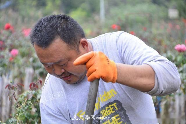 收來的月季老樁15塊錢一棵，枯死只能當(dāng)柴火，走進(jìn)南陽內(nèi)鄉(xiāng)樹形月季園(圖7)