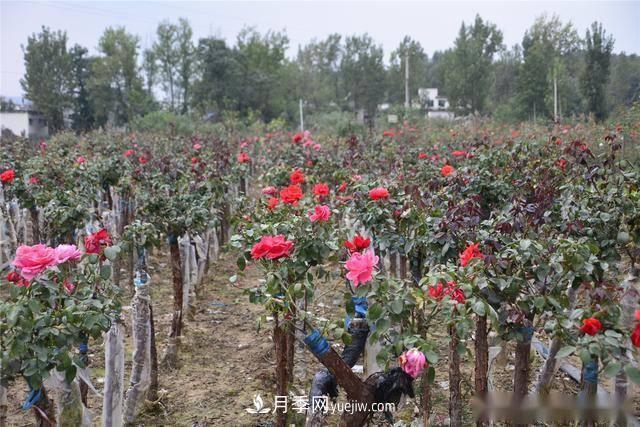 收來的月季老樁15塊錢一棵，枯死只能當(dāng)柴火，走進(jìn)南陽內(nèi)鄉(xiāng)樹形月季園(圖8)