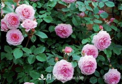 不可錯(cuò)過(guò)的經(jīng)典灌木月季品種介紹大全！(圖10)