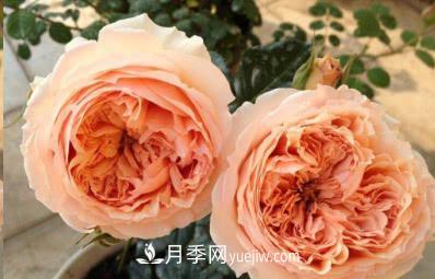 不可錯(cuò)過(guò)的經(jīng)典灌木月季品種介紹大全！(圖23)