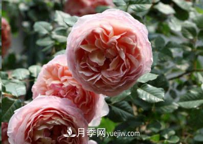 不可錯(cuò)過(guò)的經(jīng)典灌木月季品種介紹大全！(圖1)