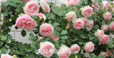 不可錯(cuò)過(guò)的經(jīng)典灌木月季品種介紹大全！(圖19)