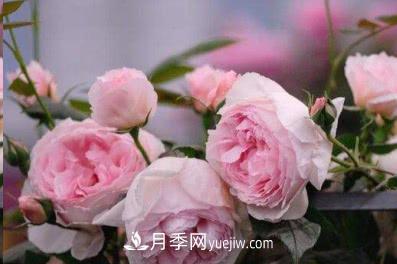 不可錯(cuò)過(guò)的經(jīng)典灌木月季品種介紹大全！(圖6)