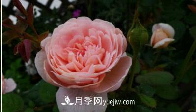 不可錯(cuò)過(guò)的經(jīng)典灌木月季品種介紹大全！(圖9)