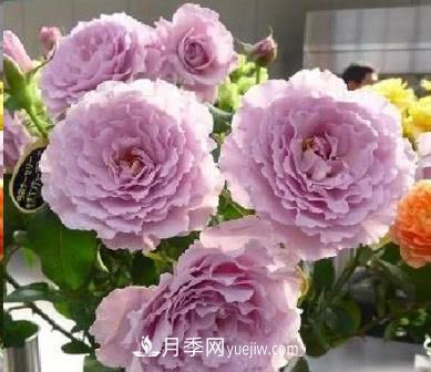不可錯(cuò)過(guò)的經(jīng)典灌木月季品種介紹大全！(圖22)