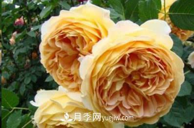 不可錯(cuò)過(guò)的經(jīng)典灌木月季品種介紹大全！(圖5)