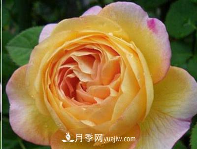 不可錯(cuò)過(guò)的經(jīng)典灌木月季品種介紹大全！(圖14)