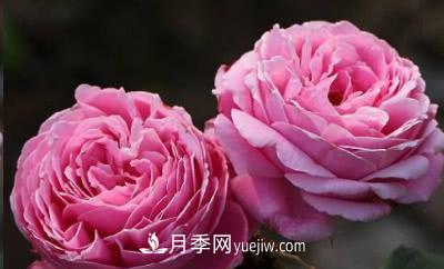 不可錯(cuò)過(guò)的經(jīng)典灌木月季品種介紹大全！(圖17)