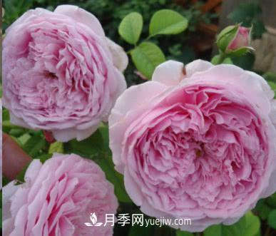 不可錯(cuò)過(guò)的經(jīng)典灌木月季品種介紹大全！(圖8)