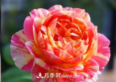 不可錯(cuò)過(guò)的經(jīng)典灌木月季品種介紹大全！(圖15)