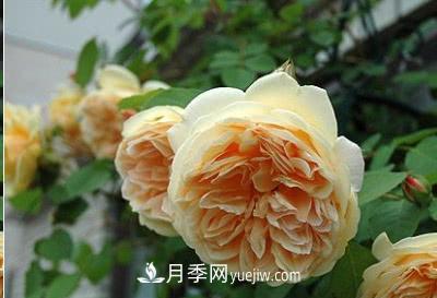 不可錯(cuò)過(guò)的經(jīng)典灌木月季品種介紹大全！(圖12)