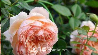 不可錯(cuò)過(guò)的經(jīng)典灌木月季品種介紹大全！(圖4)