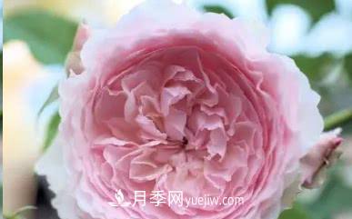 不可錯(cuò)過(guò)的經(jīng)典灌木月季品種介紹大全！(圖20)