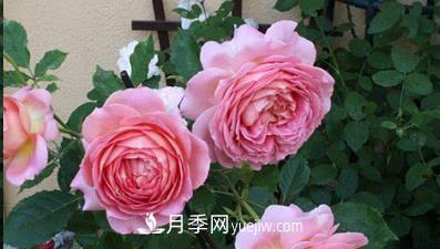 不可錯(cuò)過(guò)的經(jīng)典灌木月季品種介紹大全！(圖3)