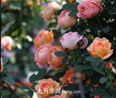 不可錯(cuò)過(guò)的經(jīng)典灌木月季品種介紹大全！(圖11)
