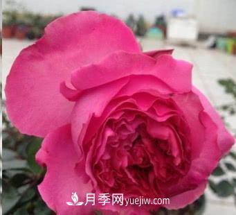 不可錯(cuò)過(guò)的經(jīng)典灌木月季品種介紹大全！(圖16)