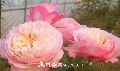不可錯(cuò)過(guò)的經(jīng)典灌木月季品種介紹大全！(圖13)
